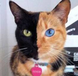 Gato com rosto bicolor faz sucesso na net (8 fotos)