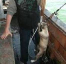 Pescador afirma ter *pescado* gato em alto-mar