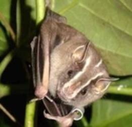 Morcego entra em estúdio de telejornal e causa alvoroço