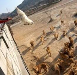 Chineses divertem-se arremessando animais para serem devorados por leões