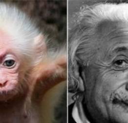 Macaco parecido com Albert Einstein faz sucesso na web