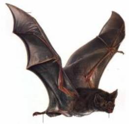 Nas asas do morcego: Haicai terrível