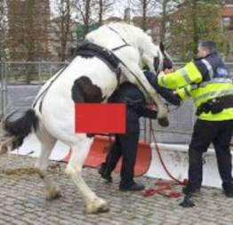 Cavalo 'tarado' ataca policial durante feira equestre na Irlanda