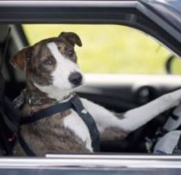 Entidade 'ensina' cães a dirigir na Nova Zelândia