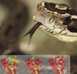 Trinta novas moléculas são descobertas em veneno de serpentes