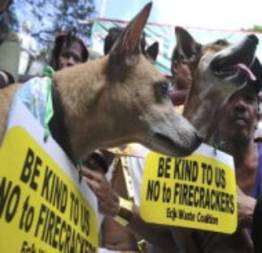 Donos de animais fazem protesto contra uso de rojões nas Filipinas