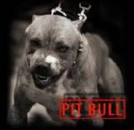 Pit bull foi criado em laboratório sim ou não
