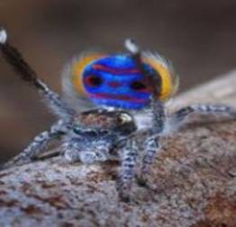 A aranha mais bonita do mundo