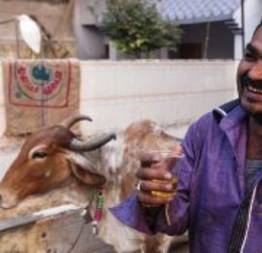 Na Índia pessoas bebem urina de vaca para prevenir o câncer