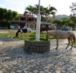 Cavalos pastando em praça pública livremente