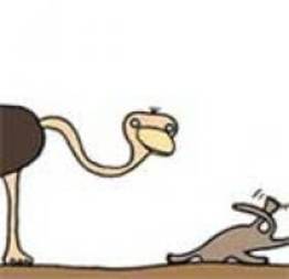 A avestruz é um bicho malvado