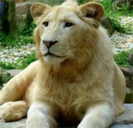 Leão branco: uma rara mutação de cor do leão sul-africano
