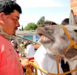 Homens acusados de roubar burro são amarrados ao animal no México