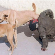 Menino faminto mama em cadela na Índia
