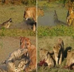 Crocodilo ataca filhote de leão, mas acaba se dando mal