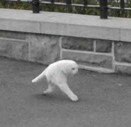 Gato albino de duas patas
