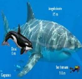 Veja como era o Tubarão-Branco na pré-história