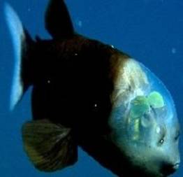 Veja o único peixe com a cabeça transparente no mundo