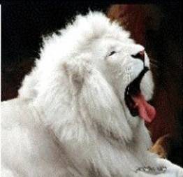 Veja o unico leão branco do mundo