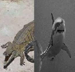 Veja a briga de um Crocodilo com um Tubarão Branco! Quem será que ganha?