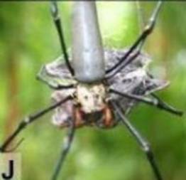 A aranha mais assustadora do mundo