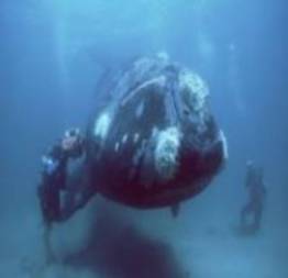 As criaturas mais gigantes do mar
