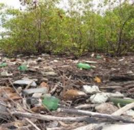 Estão destruindo o manguezal e meio ambiente pede socorro