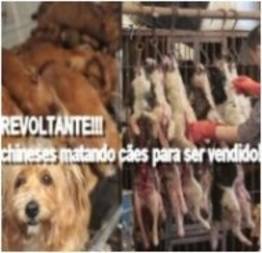 Video revoltante de chineses matando cães para ser vendido!