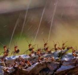 Formigas que atiram ácido para se proteger dos pássaros