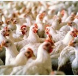 Consumo de frango pode causar danos à saúde