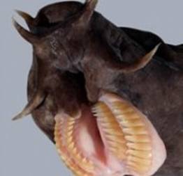 7 bocas aterrorizantes do mundo animal
