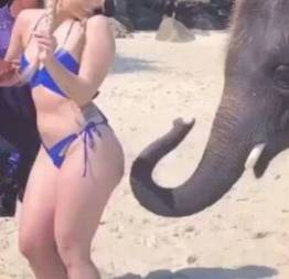 Quando um elefante resolve dar uns tapinhas.
